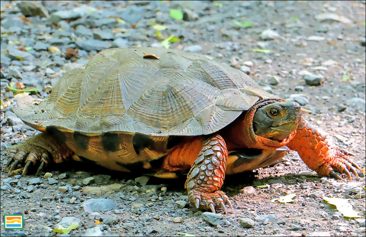 جانوران مهره‌دار - خزندگان: لاک‌پشت جنگلی