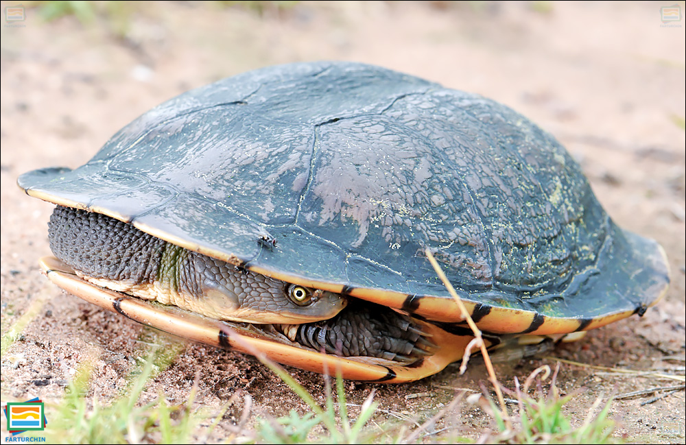 جانوران مهره‌دار - خزندگان: لاک‌پشت گردن‌دراز شرقی