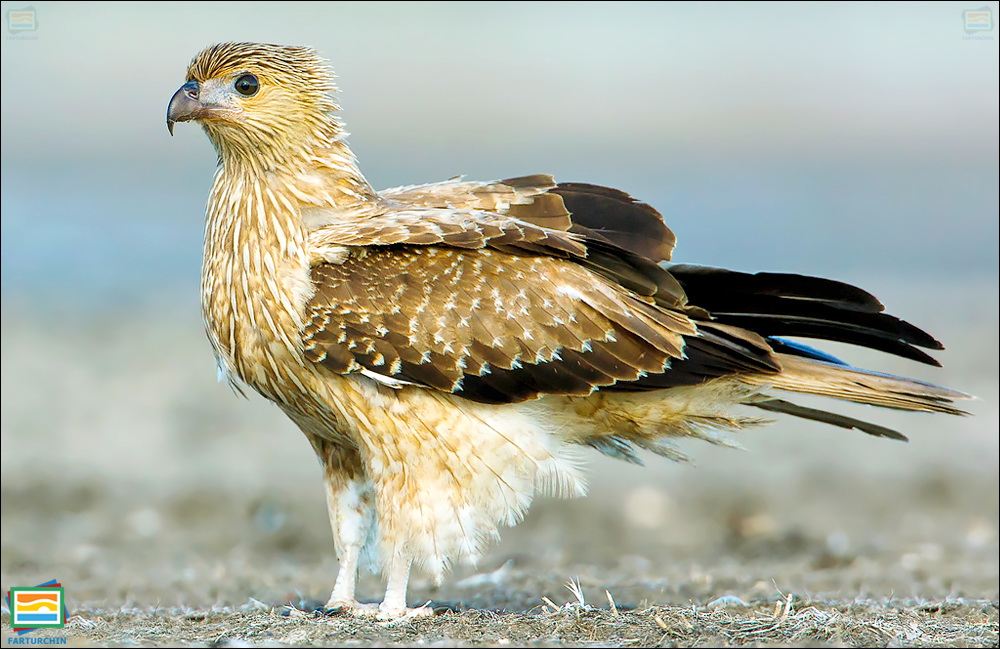 جانوران مهره‌دار - پرندگان: کوکور سوت‌زن