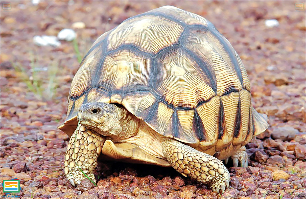 جانوران مهره‌دار - خزندگان: لاک‌پشت انگونوکا