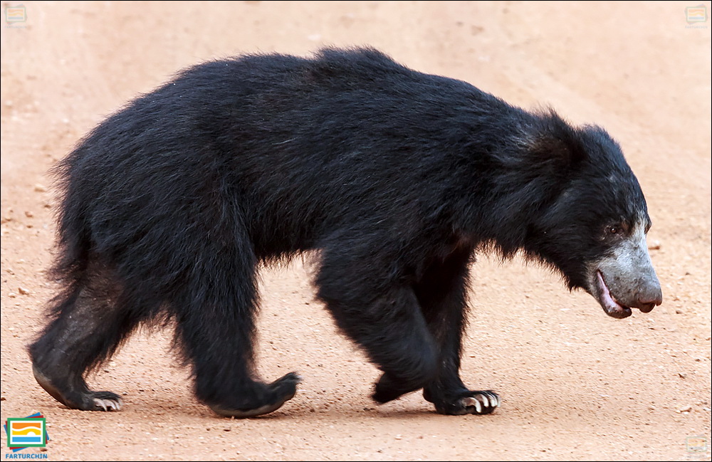 جانوران مهره‌دار - پستانداران: خرس تنبل