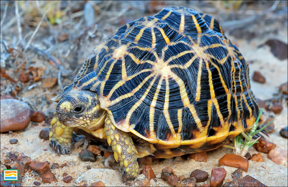 جانوران مهره‌دار - خزندگان: لاک‌پشت جئومتریک