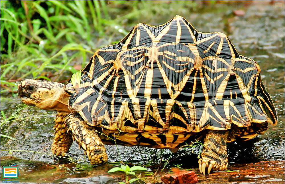 جانوران مهره‌دار - خزندگان: لاک‌پشت ستاره‌دار هندی