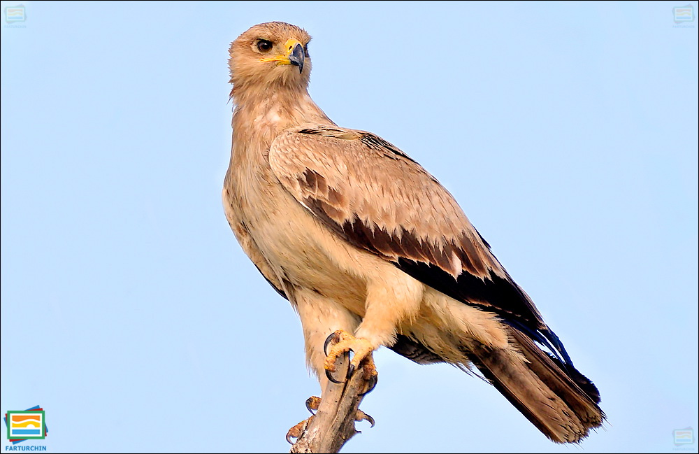 جانوران مهره‌دار - پرندگان: عقاب خاکی