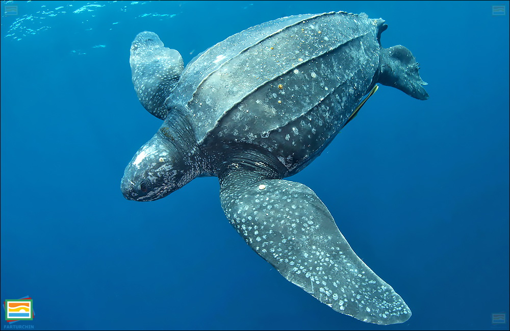 جانوران مهره‌دار - خزندگان: لاک‌پشت پشت‌چرمی