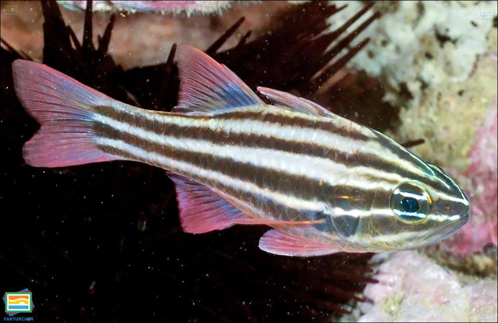 ماهی کاردینال تخت‌آب‌سنگ