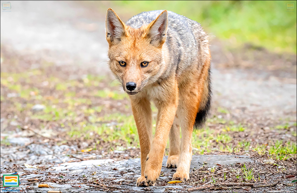 جانوران مهره‌دار - پستانداران: روباه آند