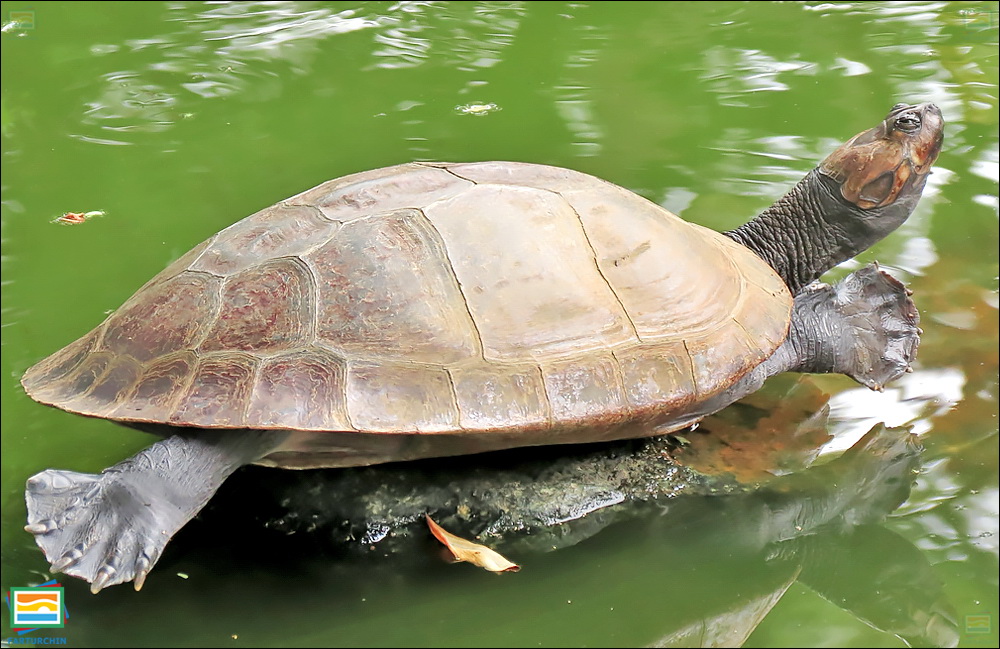 لاک‌پشت رودخانه‌ی ماگدالنا