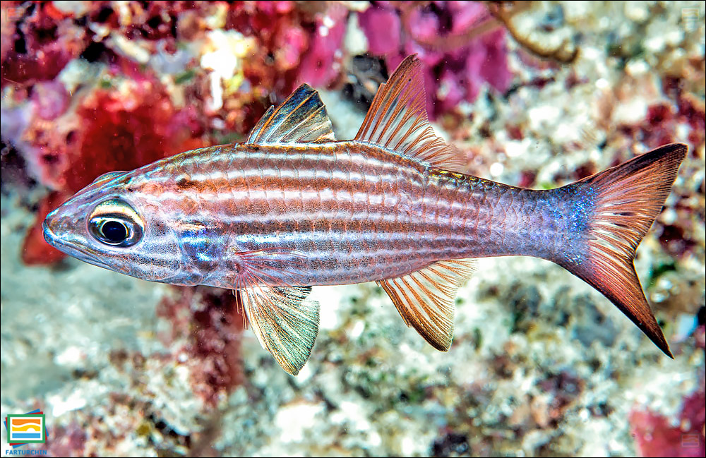 ماهی کاردینال آلِن