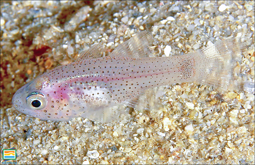 ماهی کاردینال کک‌ومکی