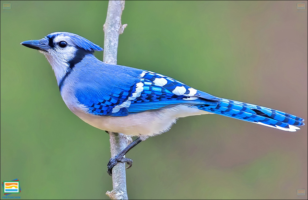جانوران مهره‌دار - پرندگان: جیجاق آبی