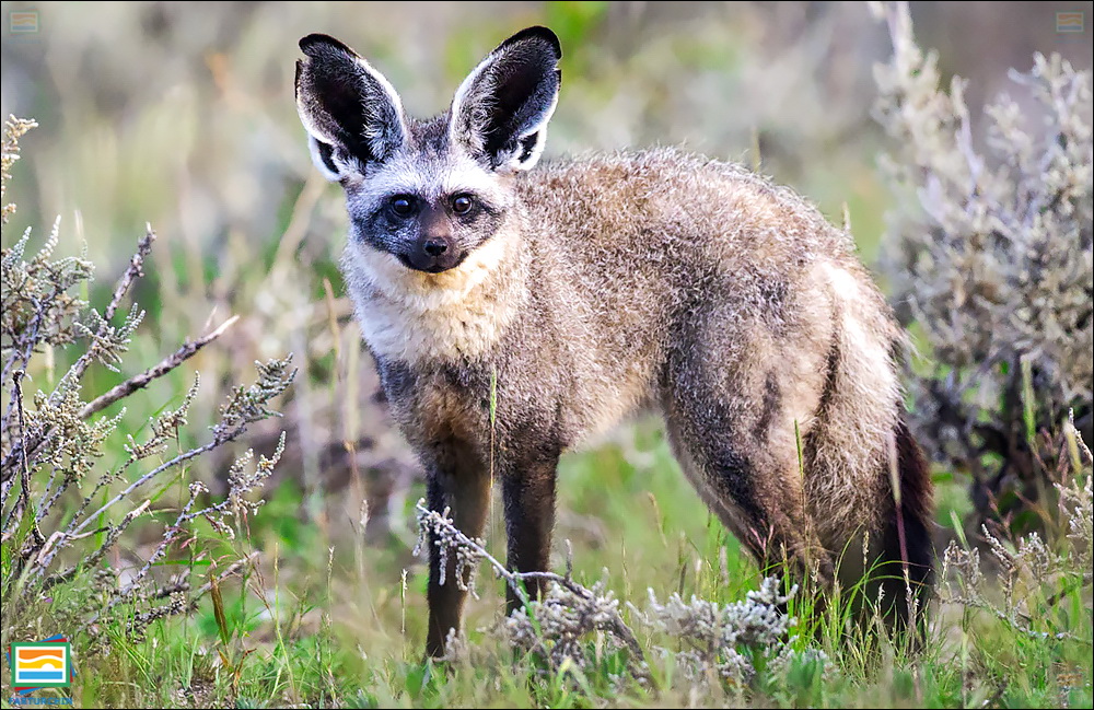 جانوران مهره‌دار - پستانداران: روباه گوش‌خفاشی