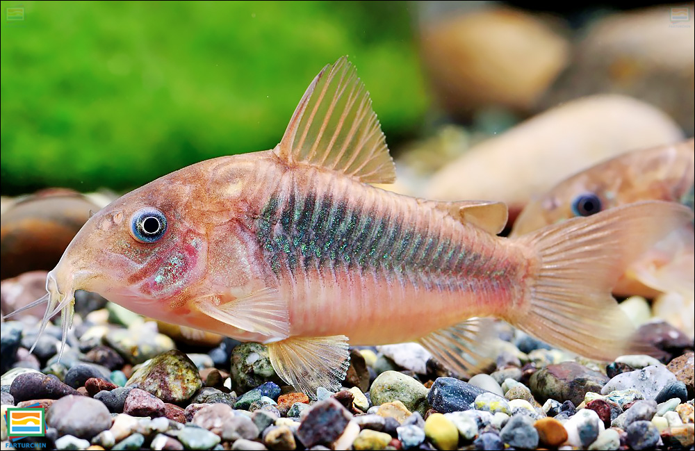 جانوران مهره‌دار - ماهیان: کوریدوراس برنزی