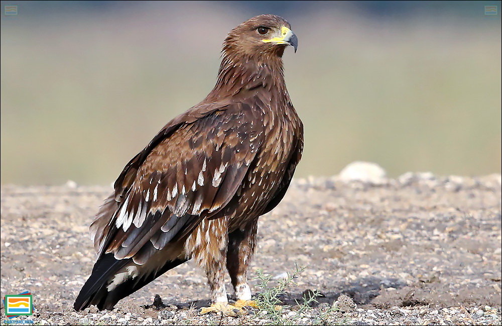 جانوران مهره‌دار - پرندگان: عقاب خال‌دار بزرگ