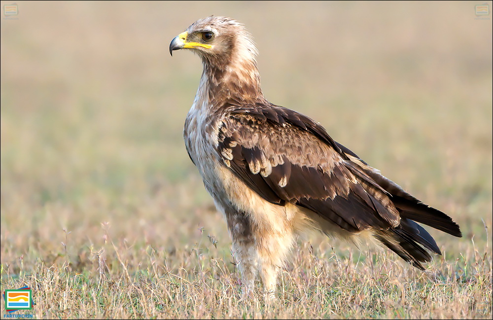 جانوران مهره‌دار - پرندگان: عقاب خال‌دار هندی