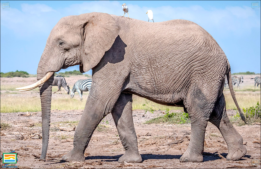 جانوران مهره‌دار - پستانداران: فیل بیشه‌ی آفریقایی