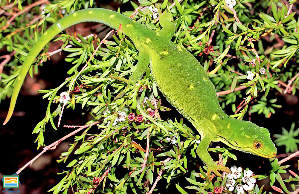 گکوی سبز مارلبورو