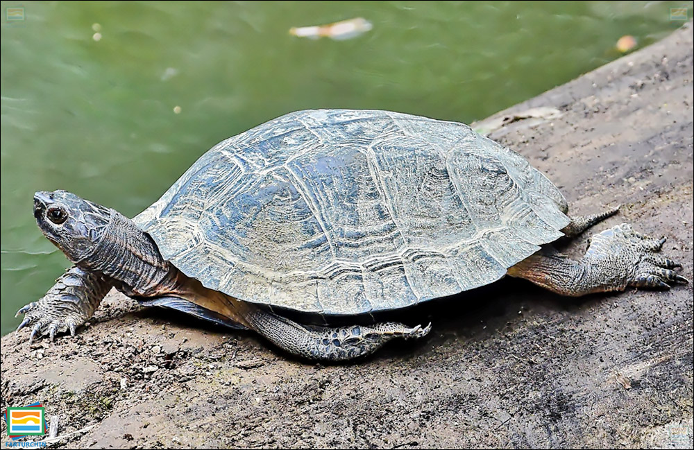 لاک‌پشت برگی آسیایی