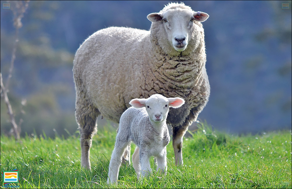 جانوران مهره‌دار - پستانداران: گوسفند