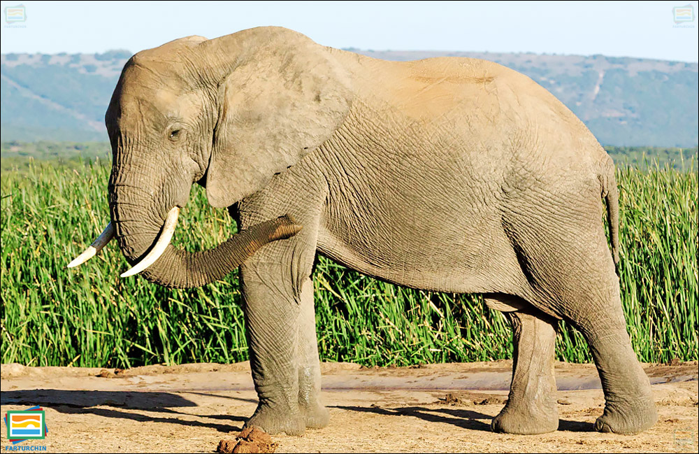 جانوران مهره‌دار - پستانداران: فیل جنگلی آفریقایی