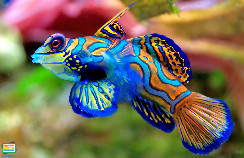 جانوران مهره‌دار - ماهیان: ماهی ماندارین
