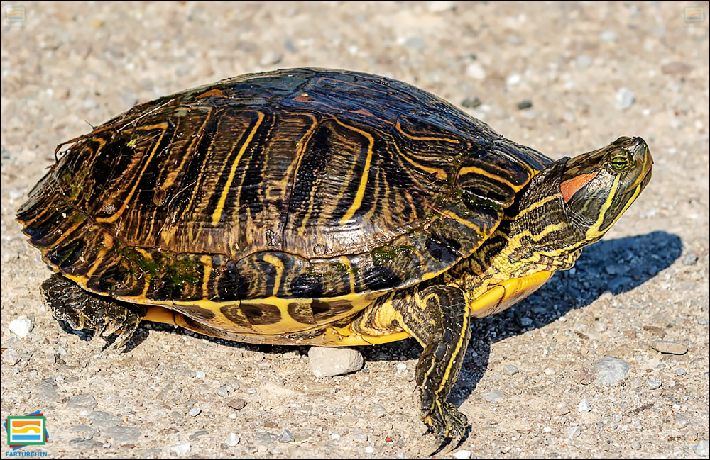 جانوران مهره‌دار - خزندگان: لاک‌پشت لغزنده‌ی برکه‌ای