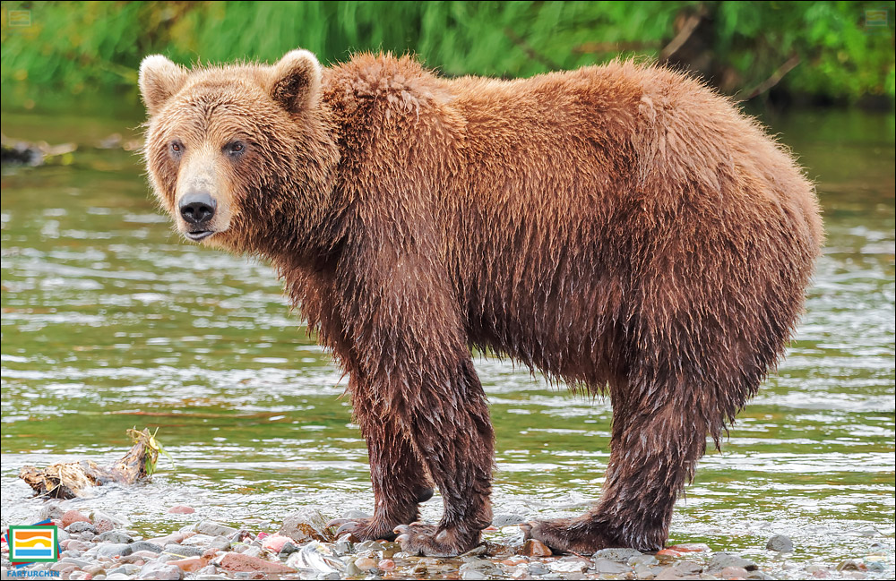 جانوران مهره‌دار - پستانداران: خرس قهوه‌ای