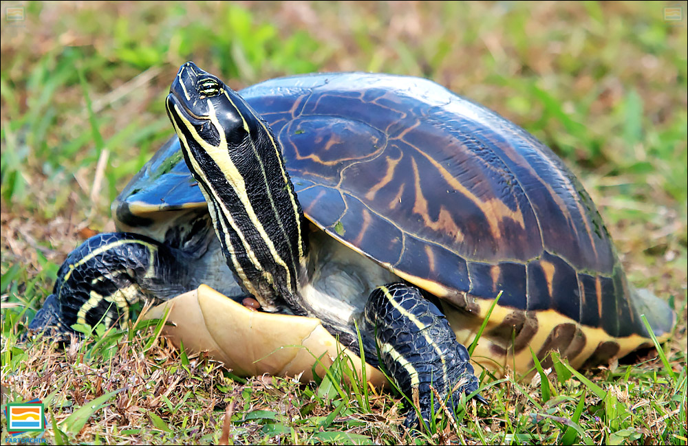جانوران مهره‌دار - خزندگان: لاک‌پشت شبه‌جزیره