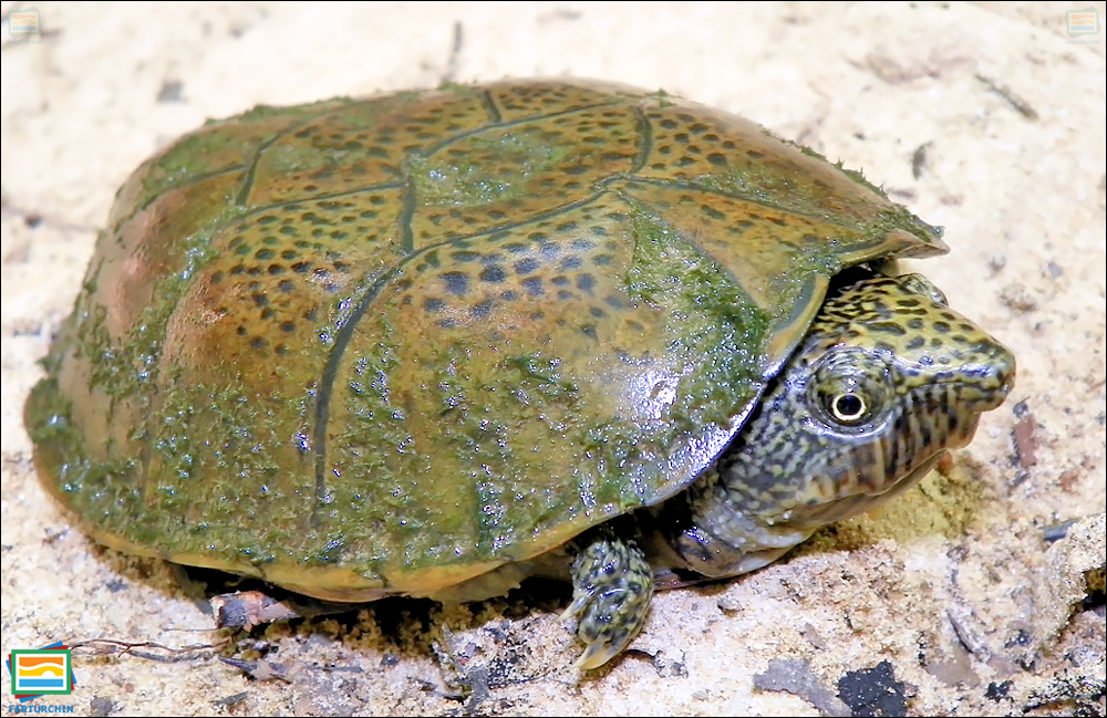 جانوران مهره‌دار - خزندگان: لاک‌پشت مشکین پهن