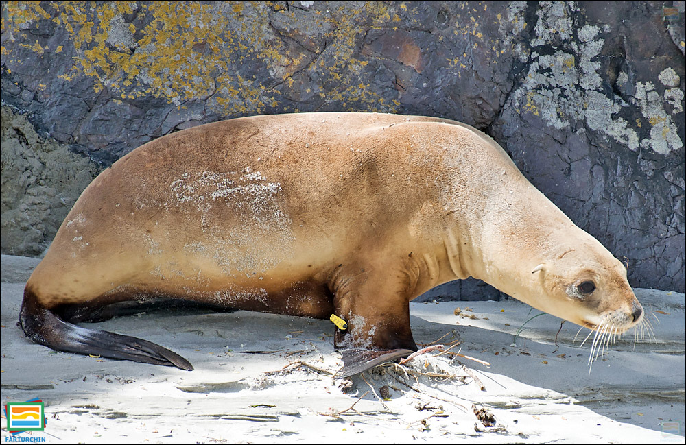 جانوران مهره‌دار - پستانداران: شیر دریایی نیوزیلندی