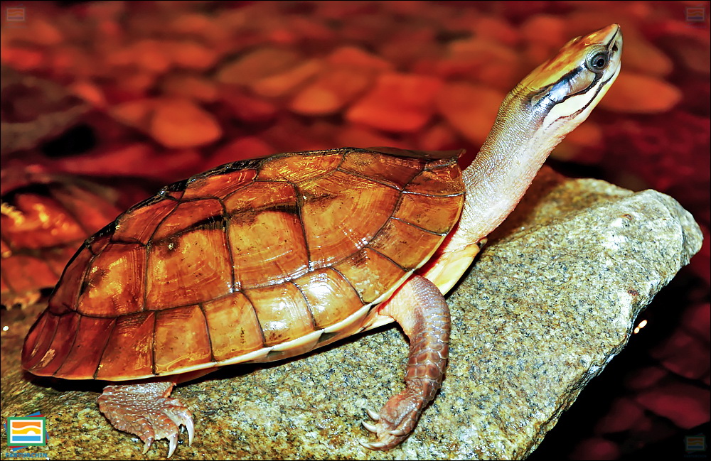 لاک‌پشت جعبه‌ای سه‌خط ویتنامی