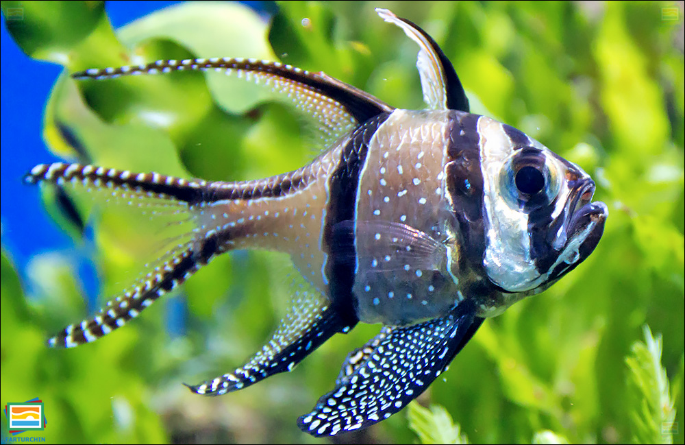 جانوران مهره‌دار - ماهیان: ماهی کاردینال بنگای