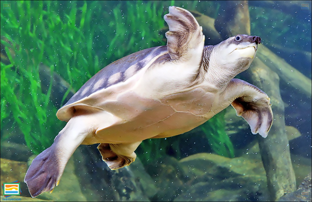 جانوران مهره‌دار - خزندگان: لاک‌پشت بینی‌خوکی
