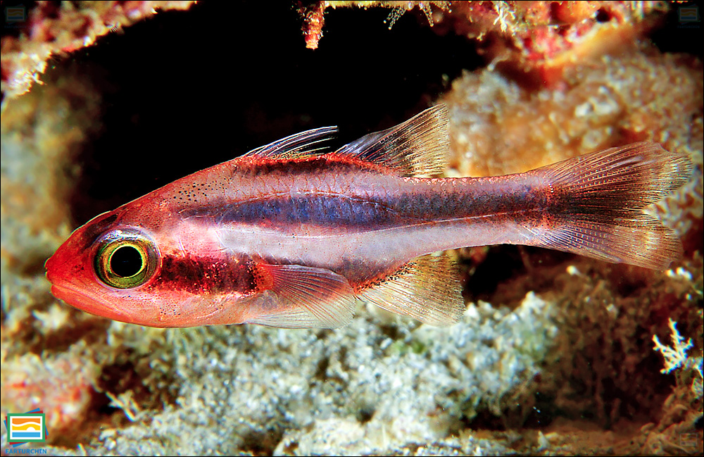 ماهی کاردینال نواراُریب