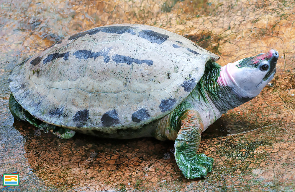 جانوران مهره‌دار - خزندگان: لاک‌پشت تراپین نگارین