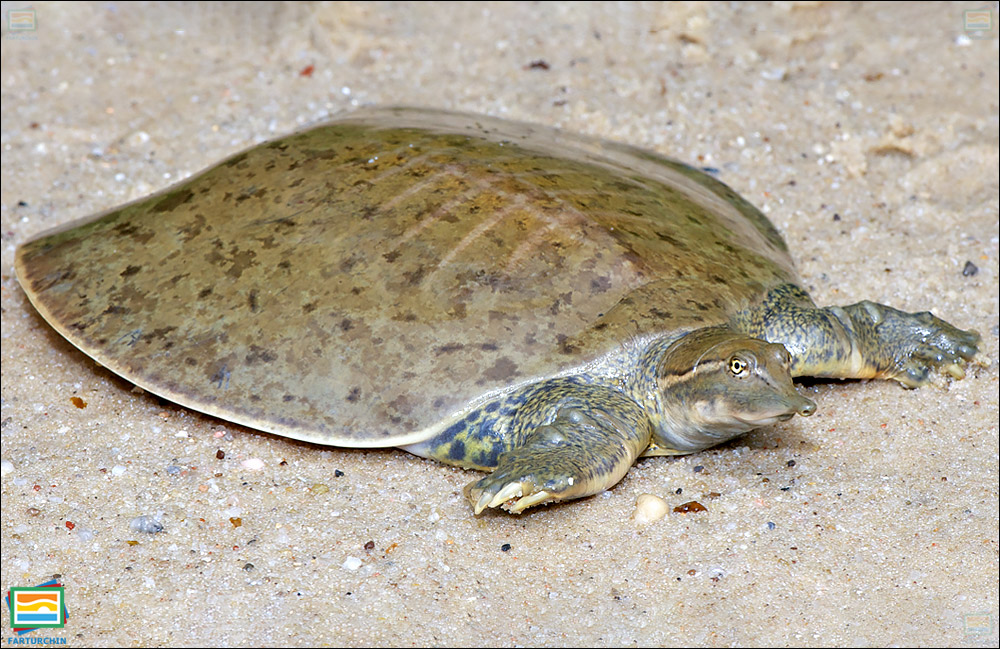 جانوران مهره‌دار - خزندگان: لاک‌پشت نرم‌لاک هموار