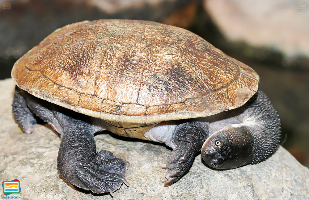 جانوران مهره‌دار - خزندگان: لاک‌پشت گردن‌ماری جزیره‌ی روتی