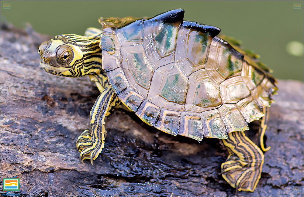 لاک‌پشت نقشه‌دار رود پرل