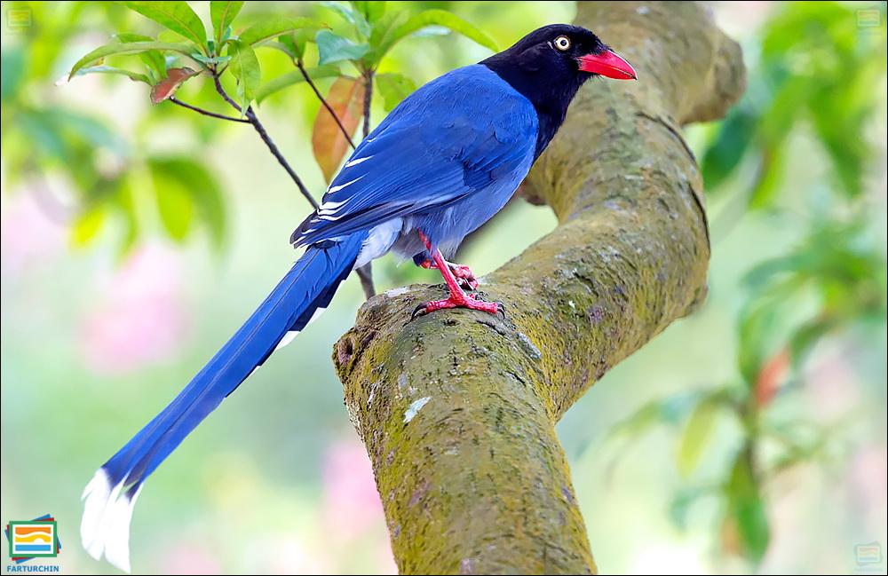 جانوران مهره‌دار - پرندگان: زاغی آبی تایوان