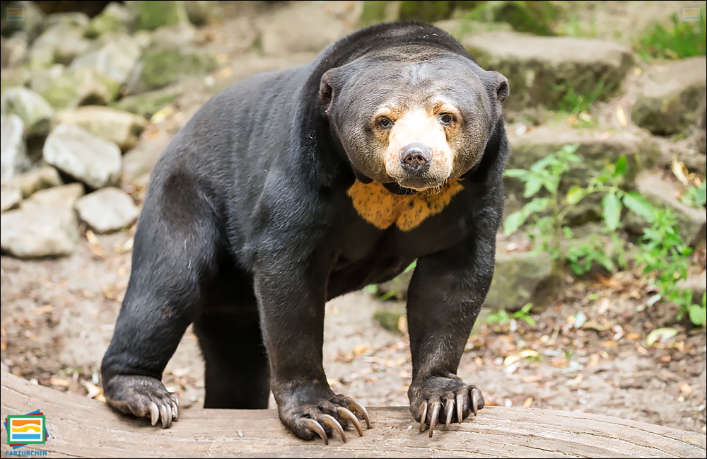 جانوران مهره‌دار - پستانداران: خرس آفتاب