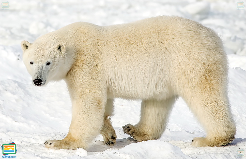 جانوران مهره‌دار - پستانداران: خرس قطبی