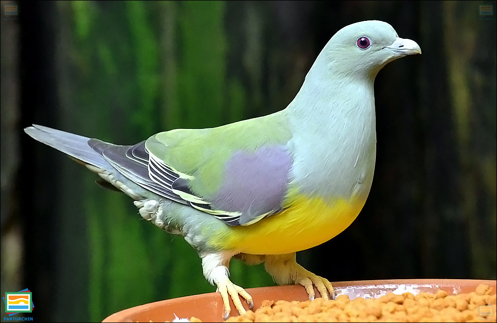 کبوتر سبز بروس