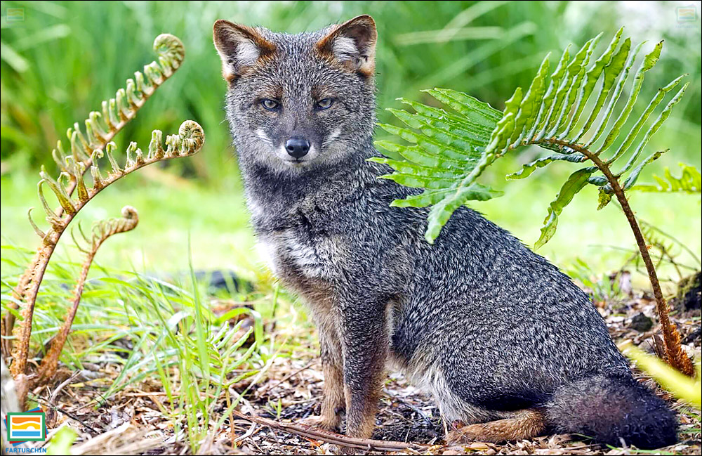 جانوران مهره‌دار - پستانداران: روباه داروین