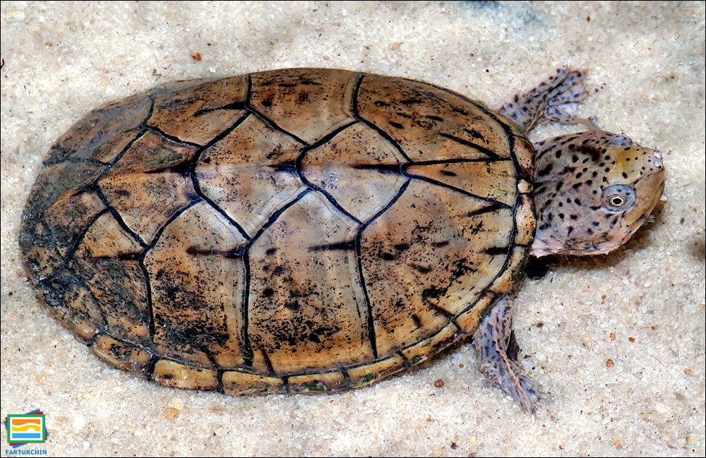 جانوران مهره‌دار - خزندگان: لاک‌پشت مشکین سرگنده