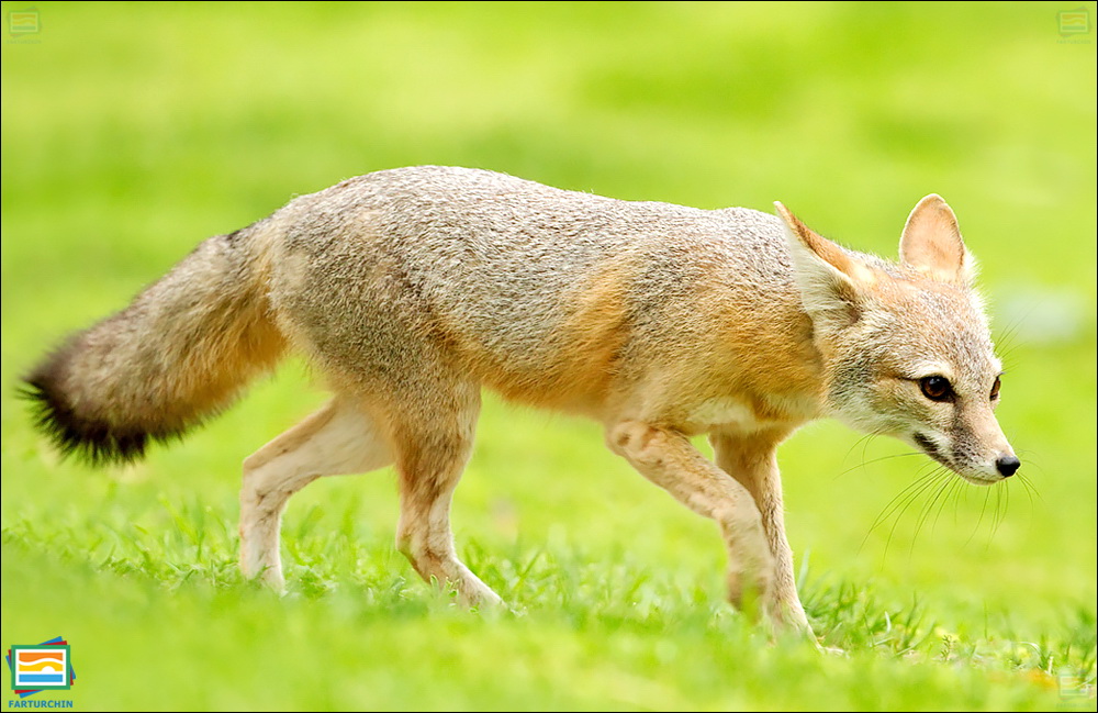 جانوران مهره‌دار - پستانداران: روباه توله