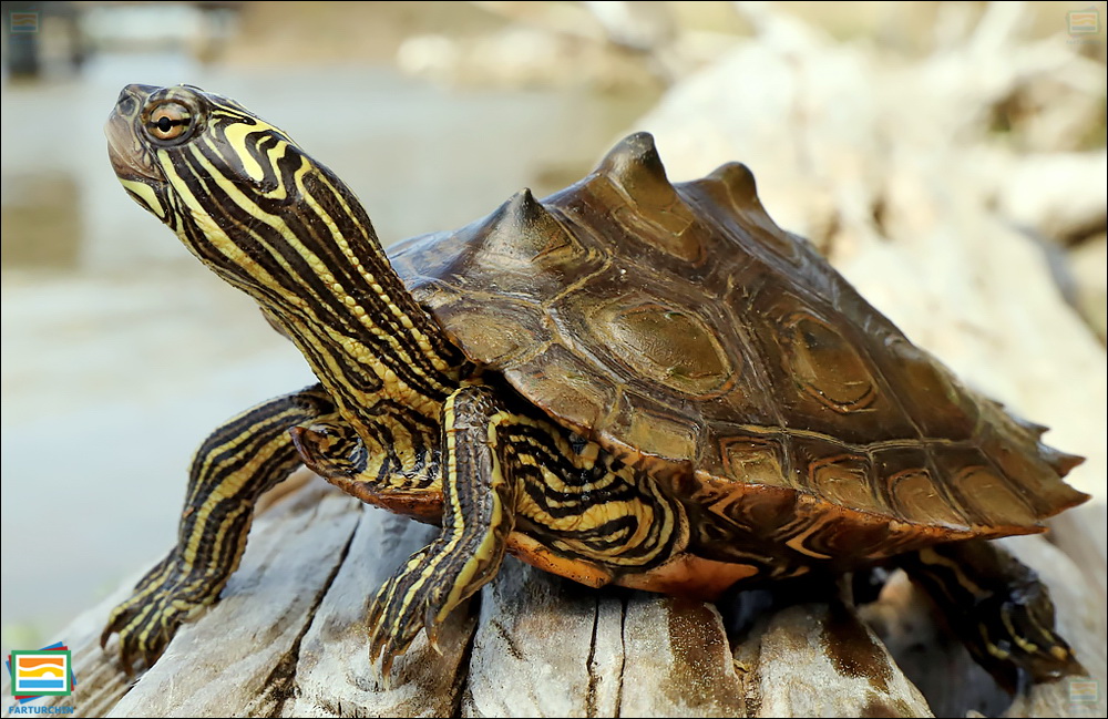 جانوران مهره‌دار - خزندگان: لاک‌پشت نقشه‌دار قبه‌سیاه