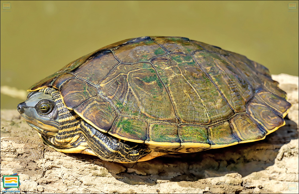 جانوران مهره‌دار - خزندگان: لاک‌پشت نقشه‌دار آلاباما