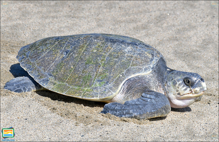 جانوران مهره‌دار - خزندگان: لاک‌پشت دریایی ریدلی زیتونی