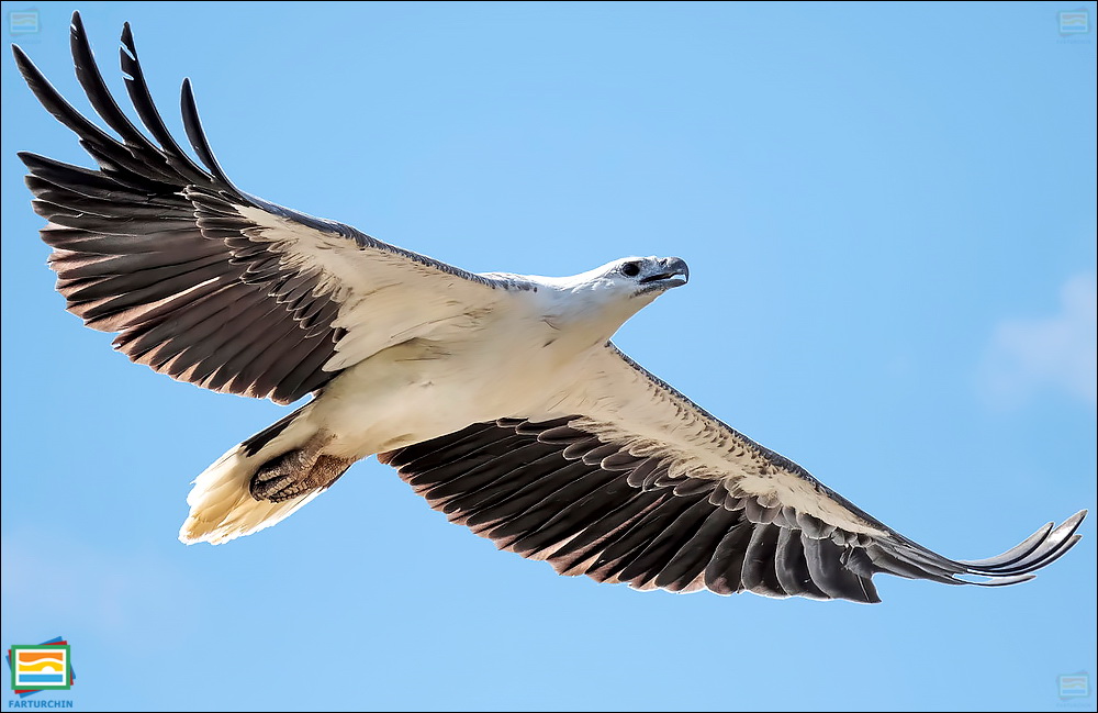 جانوران مهره‌دار - پرندگان: عقاب دریایی شکم‌سفید