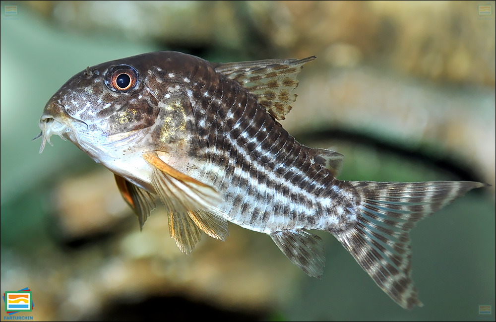 جانوران مهره‌دار - ماهیان: کوریدوراس استربا